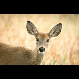 Meet your Posher, Julia